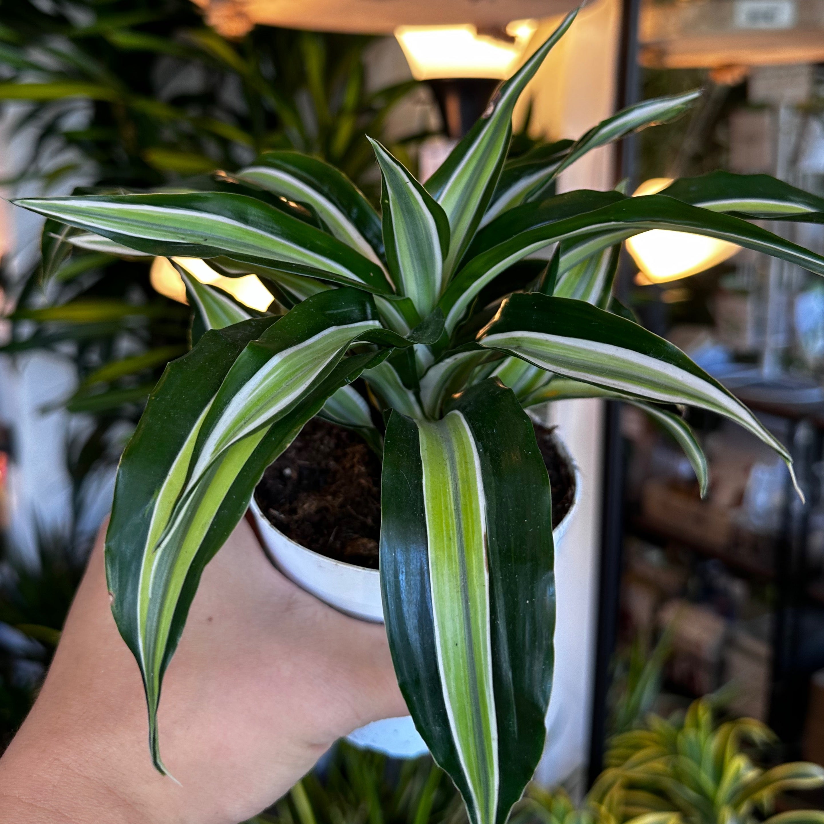 granatapfel bonsai pflege Zwerg Granatapfel Bonsai Samen mit hoher Keimrate