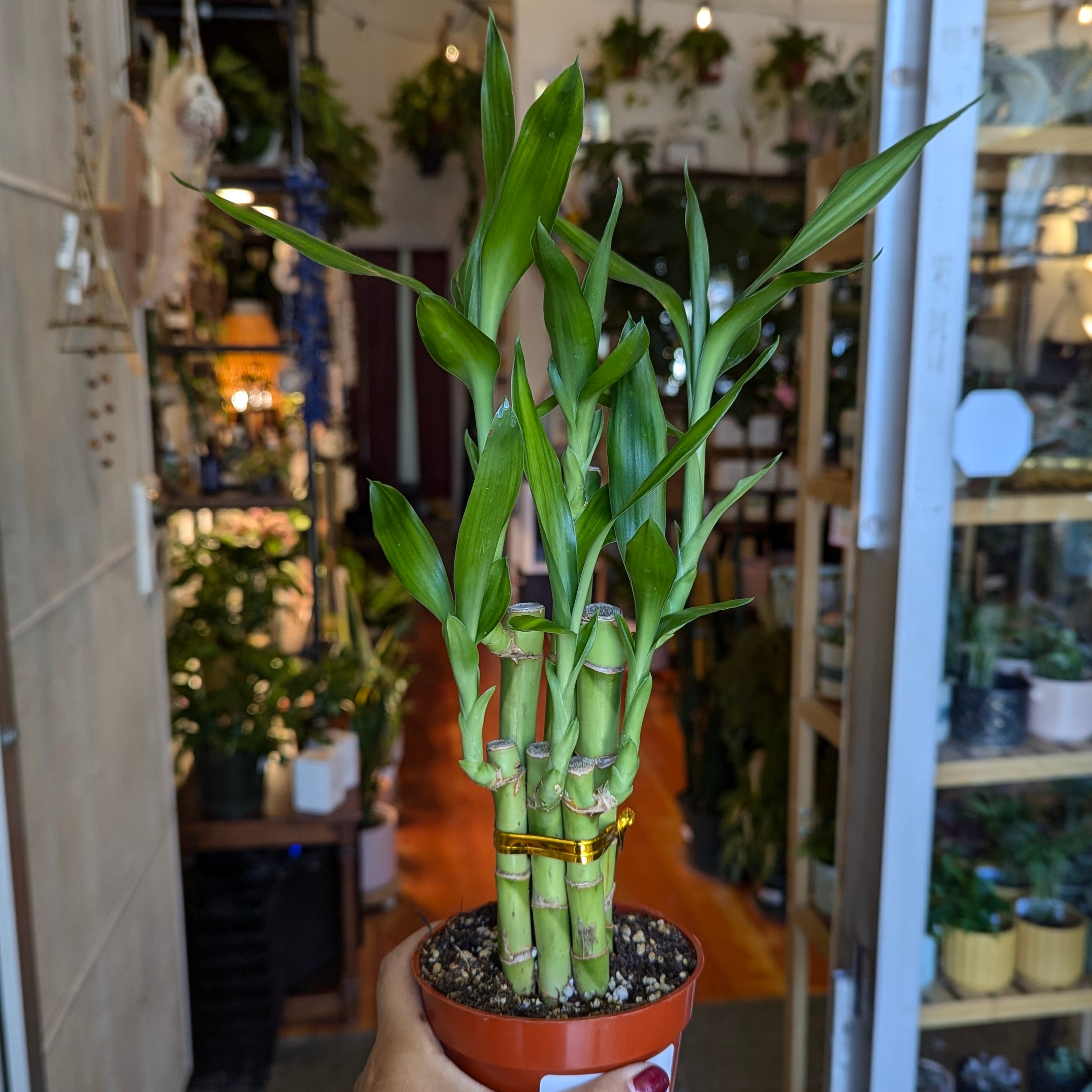 indoor vine plant Golden Pothos Epipremnum aureum