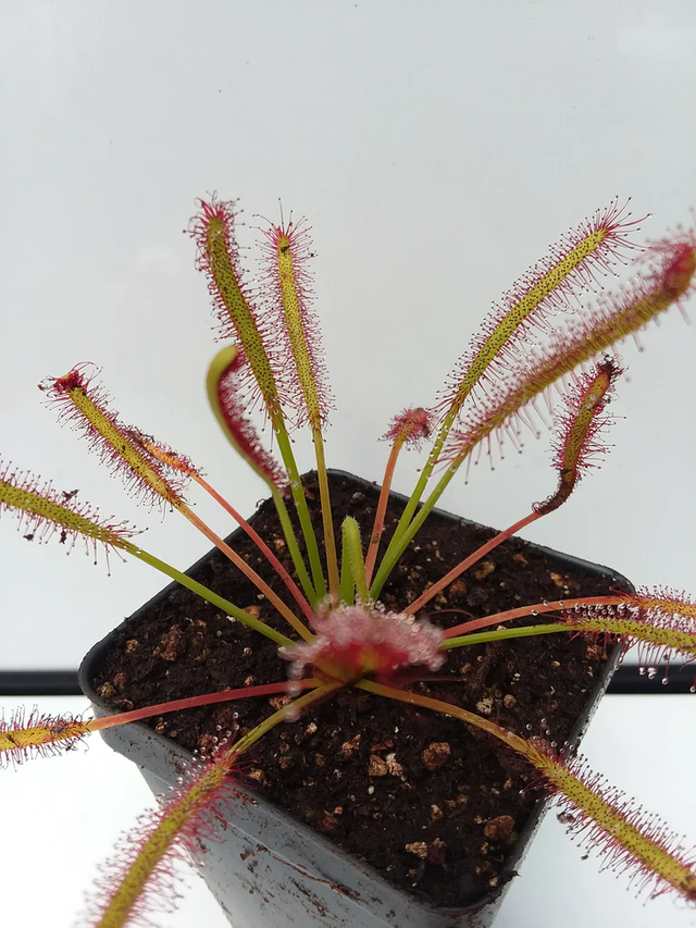 Carnivorous Plants – Unique & Exotic Collection in Oakland CA