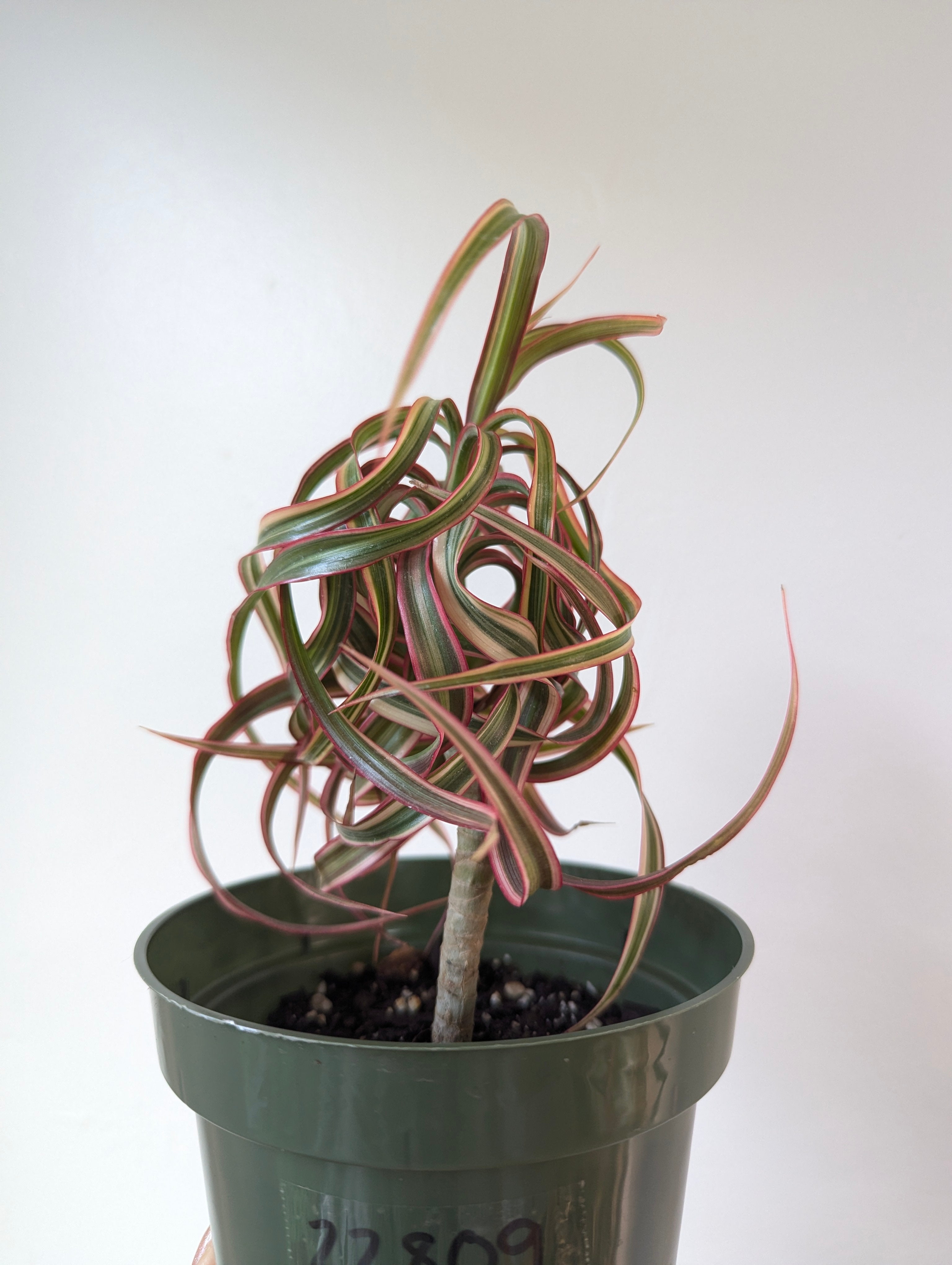 Dracaena concinne ‘Kuhnty' Dracaena concinna kuhnty | Planterday: Your Mission-Driven Plant Shop