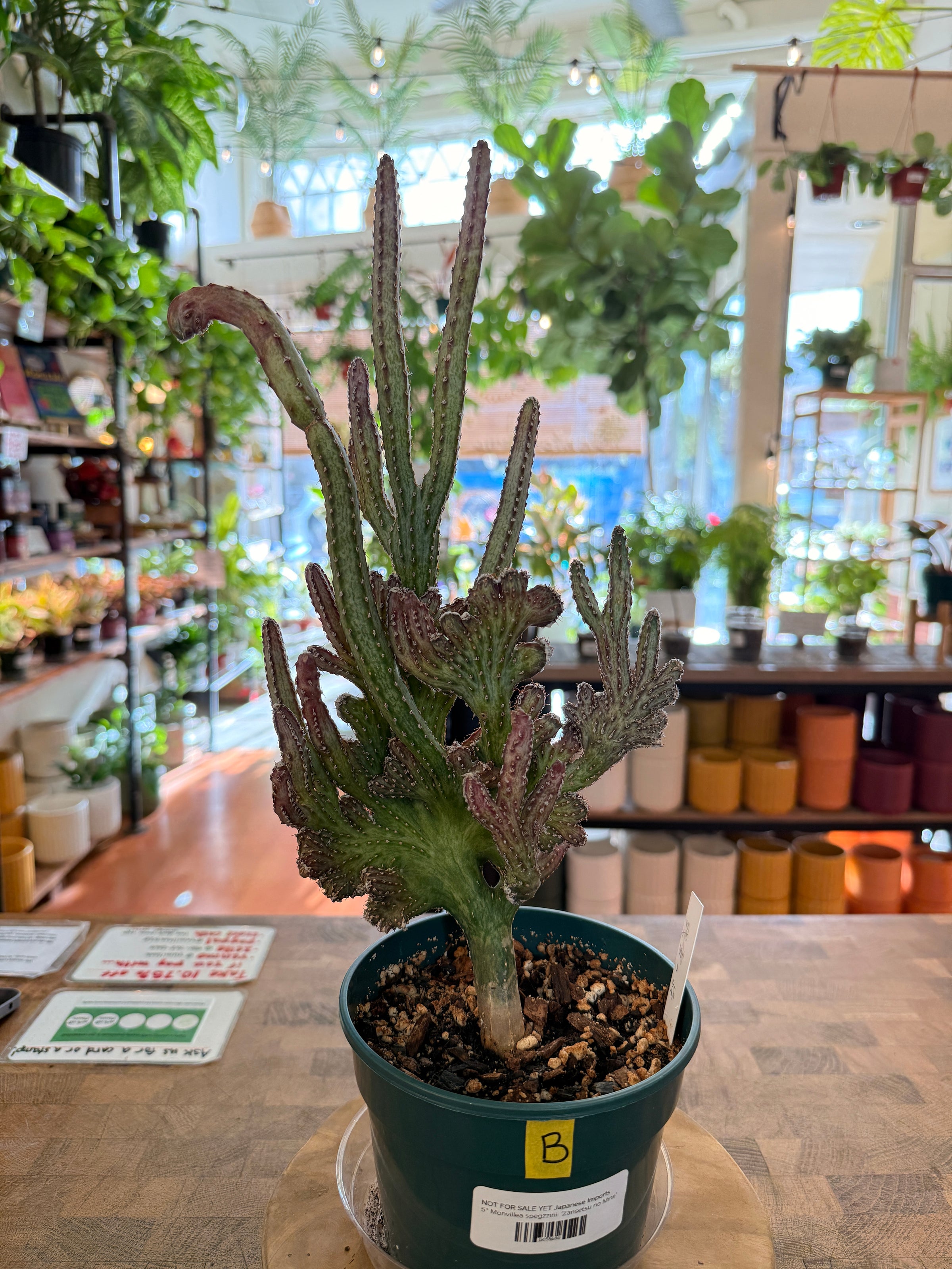 Japanese Import Plants | Planterday: Your Mission-Driven Plant Shop