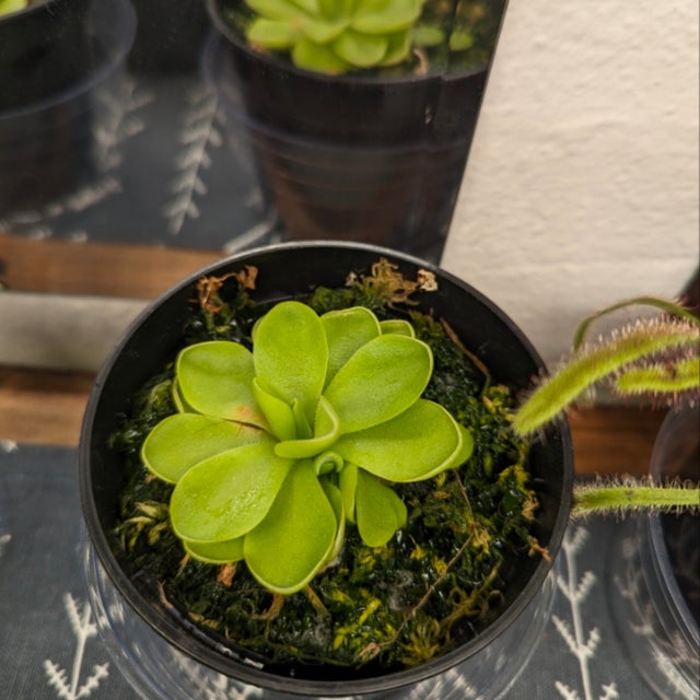 Carnivorous Plants – Unique & Exotic Collection in Oakland CA