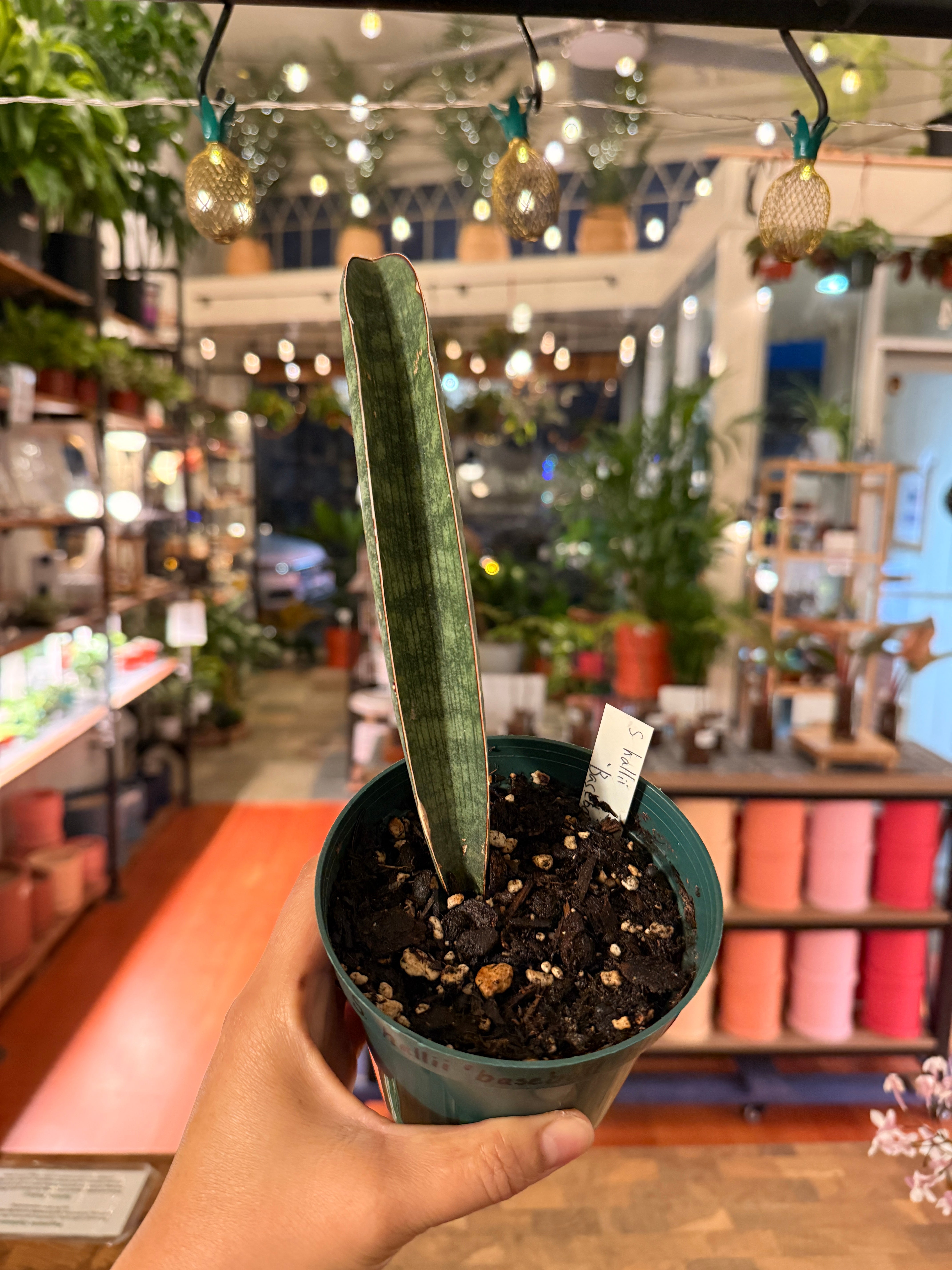 Sansevieria (Japan Imports) | Planterday: Your Mission-Driven