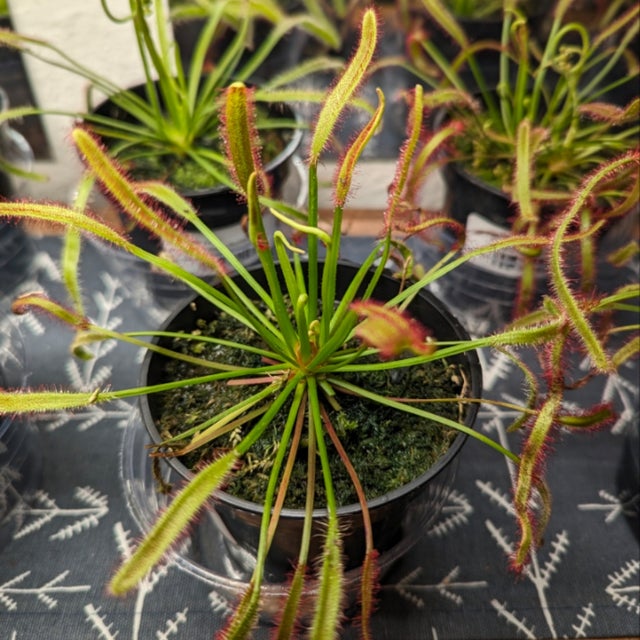 Carnivorous Plants – Unique & Exotic Collection in Oakland CA