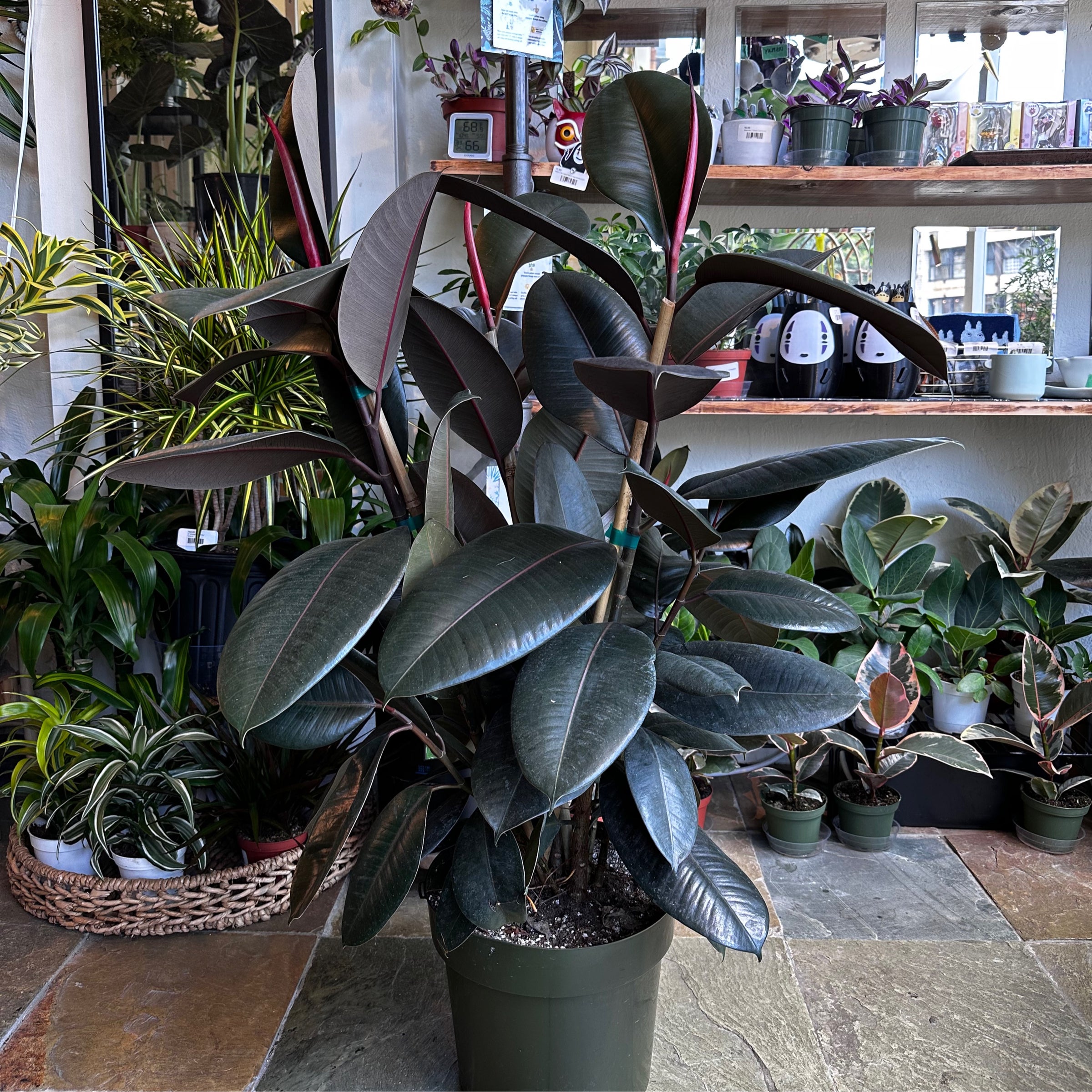 Dracaena concinna kuhnty | Planterday: Your Mission-Driven Plant Shop