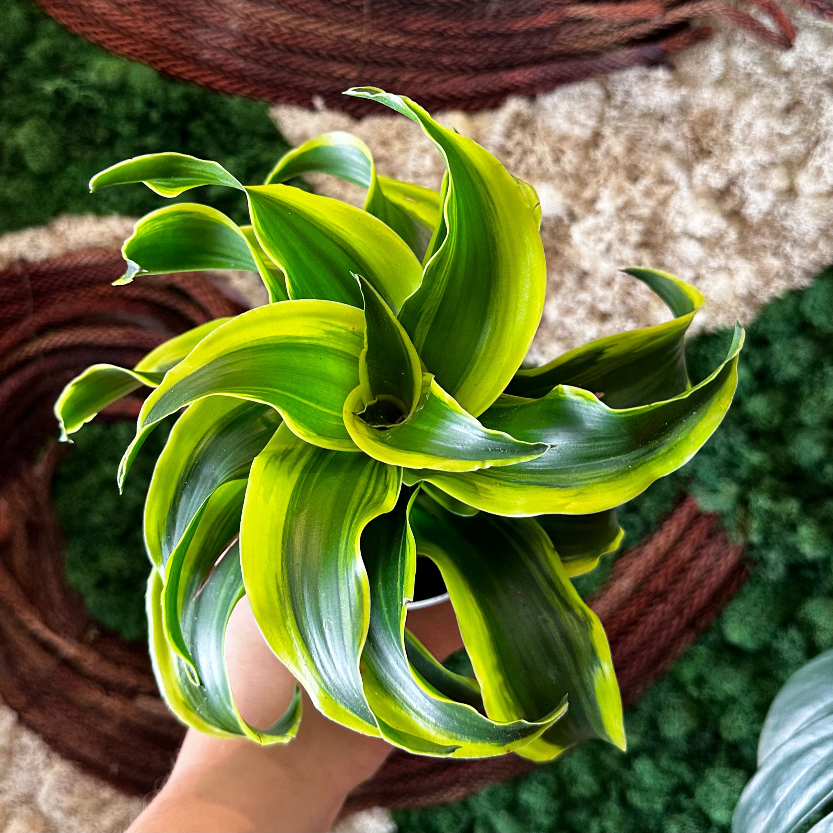 Dracaena "Tornado" | Planterday: Your Mission-Driven Plant Shop