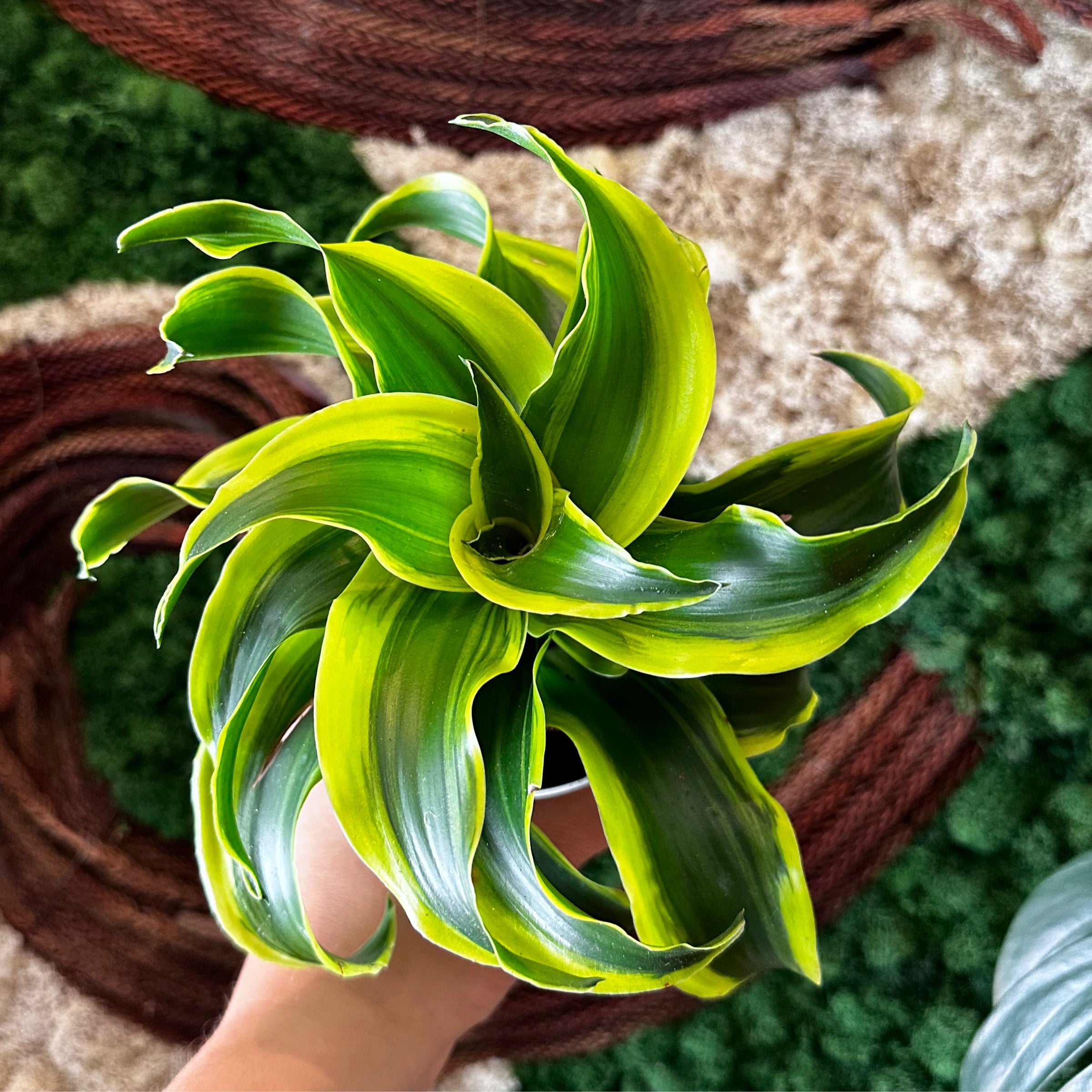 Dracaena "Tornado" | Planterday: Your Mission-Driven Plant Shop