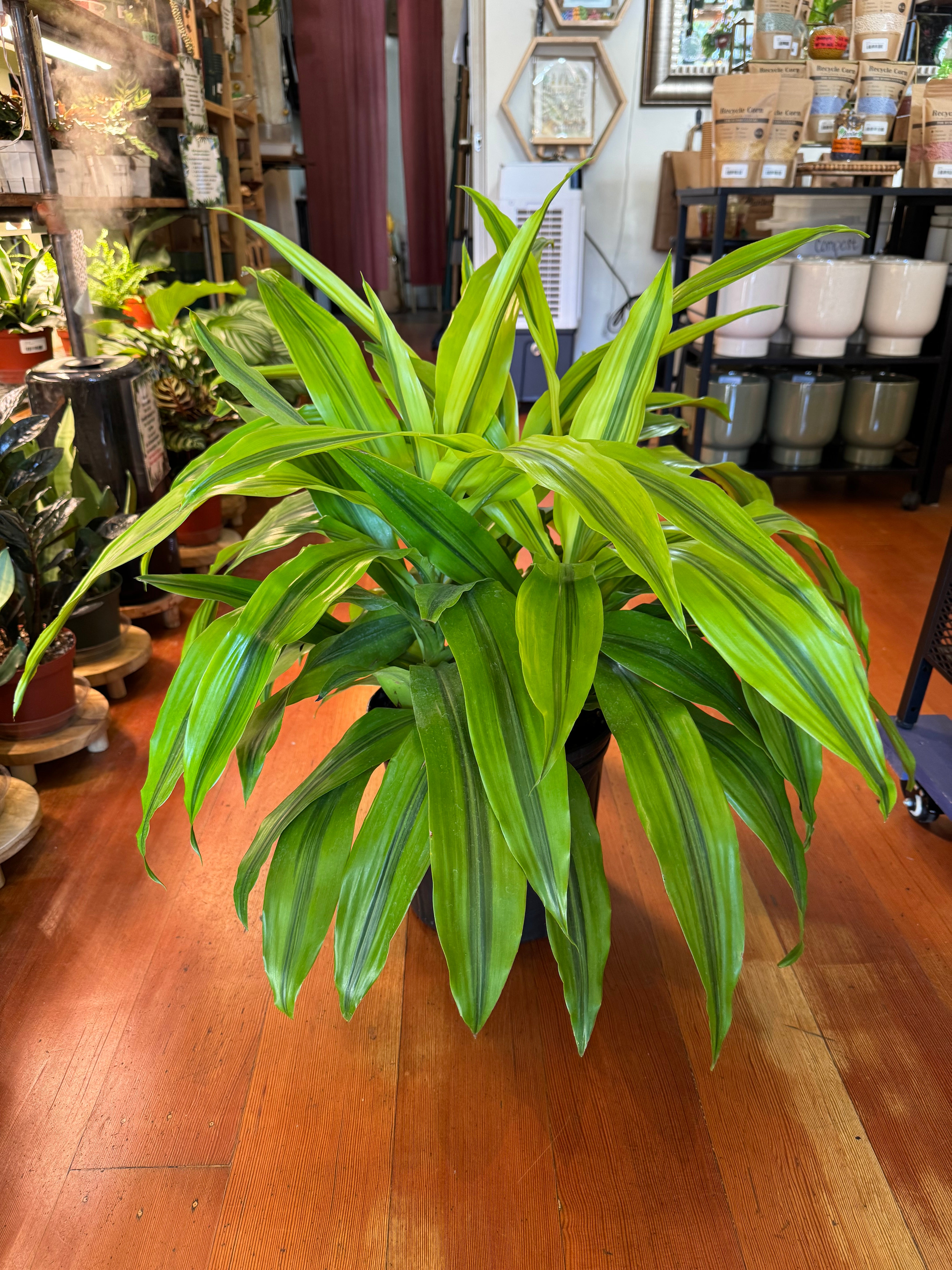 Dracaena 