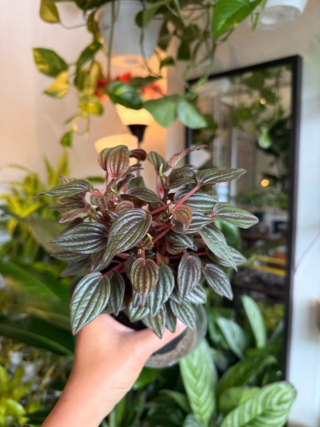 Shop Planterday: Houseplants, Studio Ghibli, and Unique Gifts