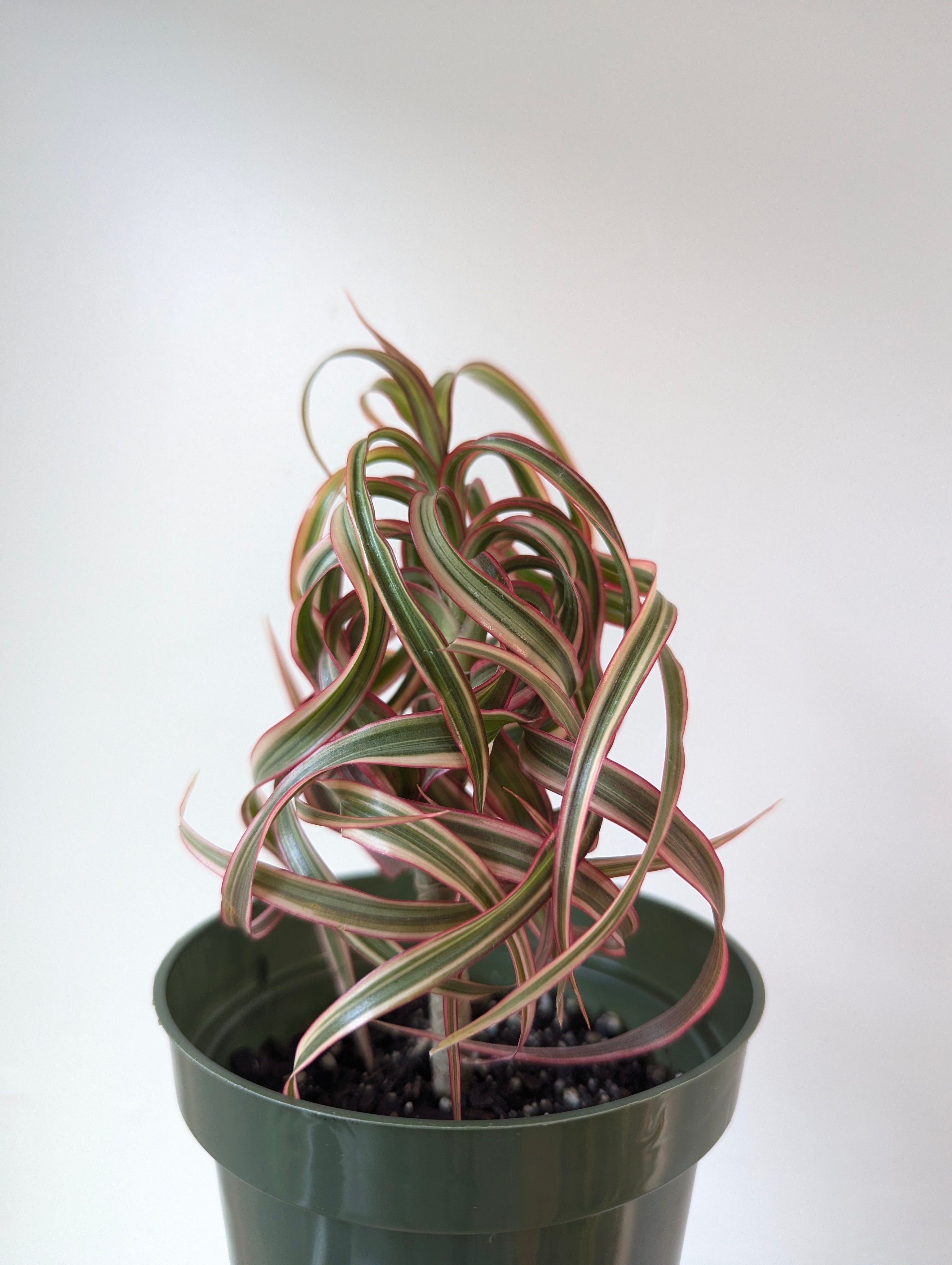 Dracaena concinne ‘Kuhnty' Dracaena concinna kuhnty | Planterday: Your Mission-Driven Plant Shop