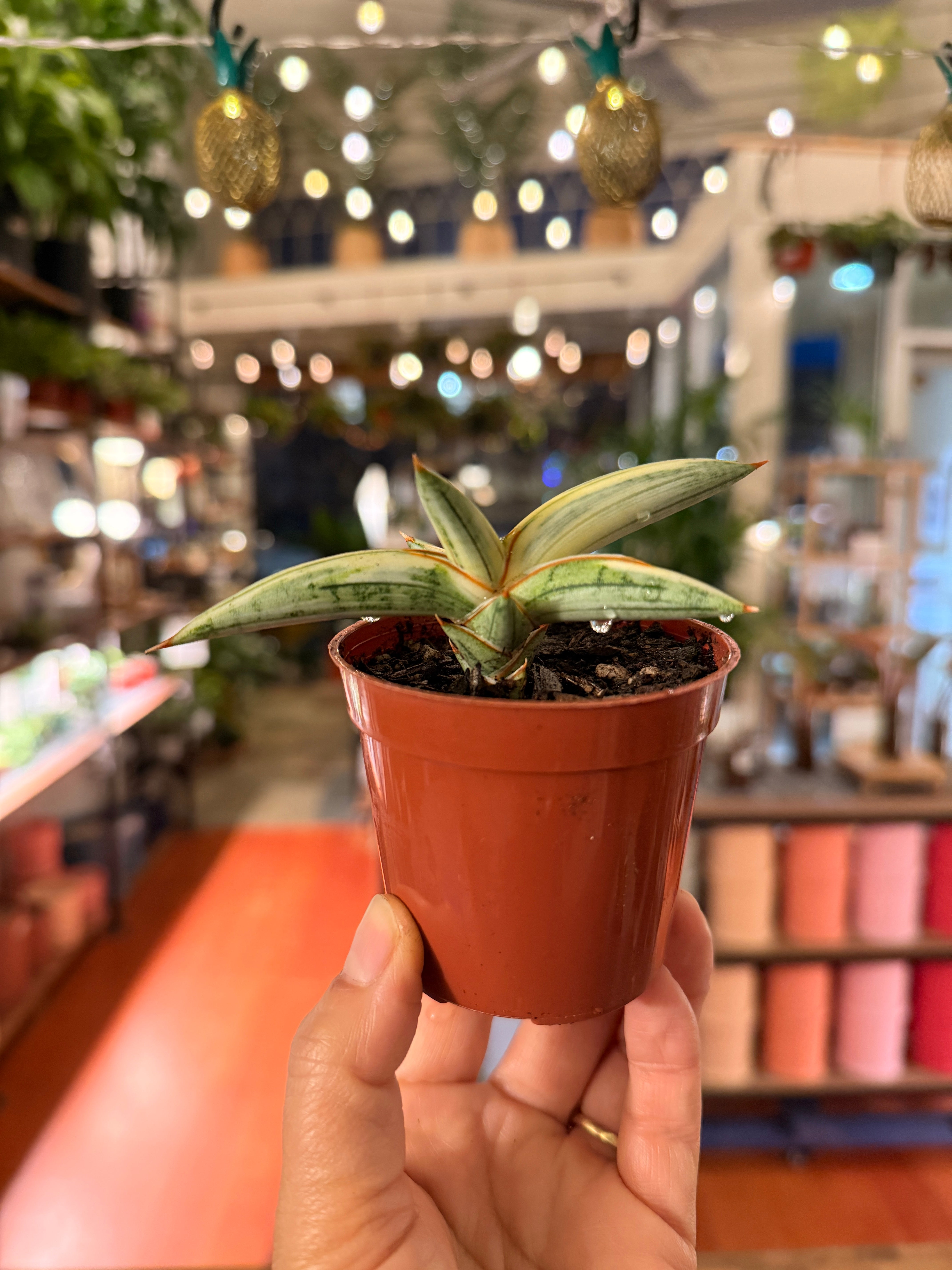 Sansevieria (Japan Imports) | Planterday: Your Mission-Driven
