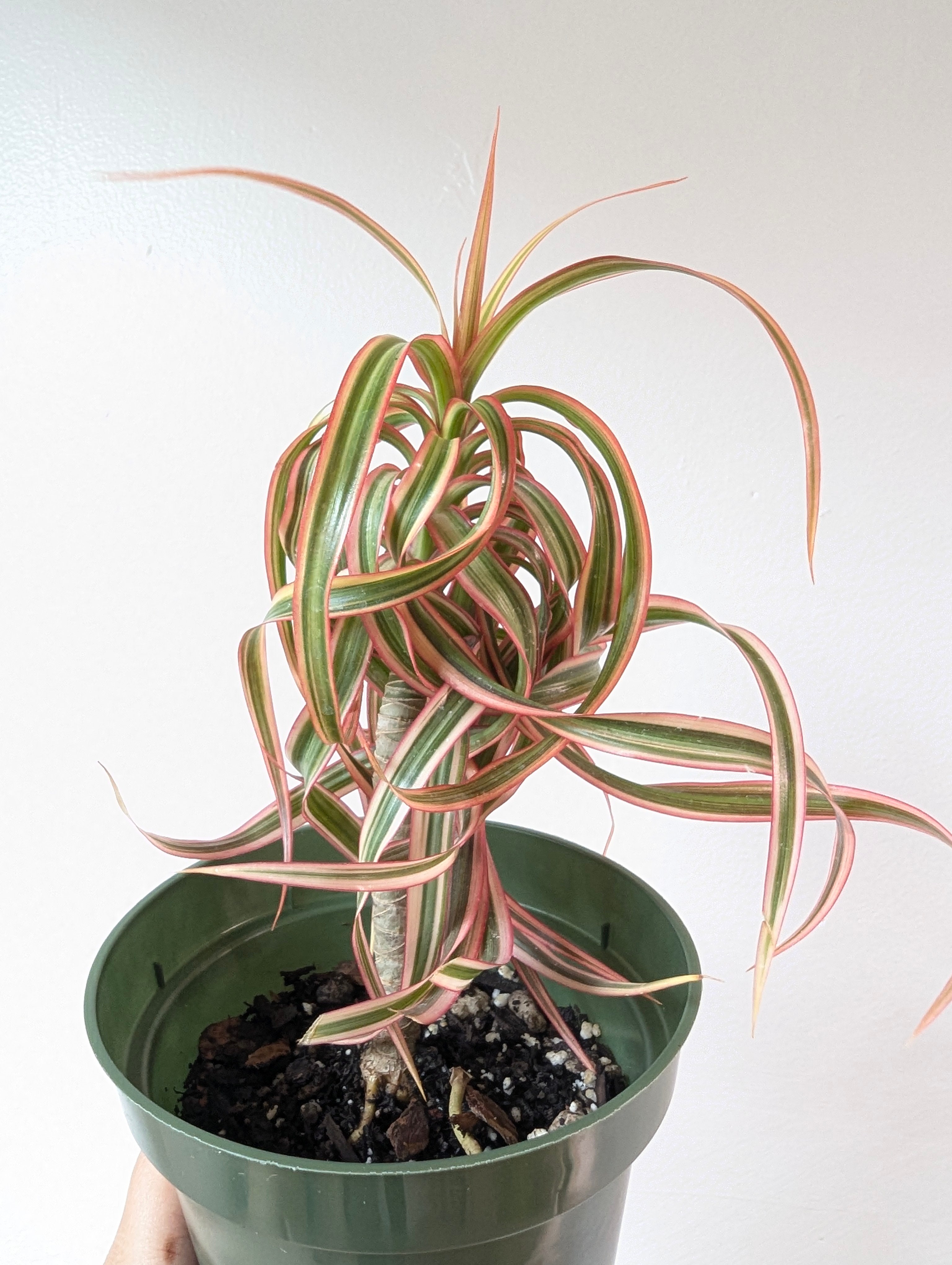 Dracaena concinne ‘Kuhnty' Dracaena concinna kuhnty | Planterday: Your Mission-Driven Plant Shop