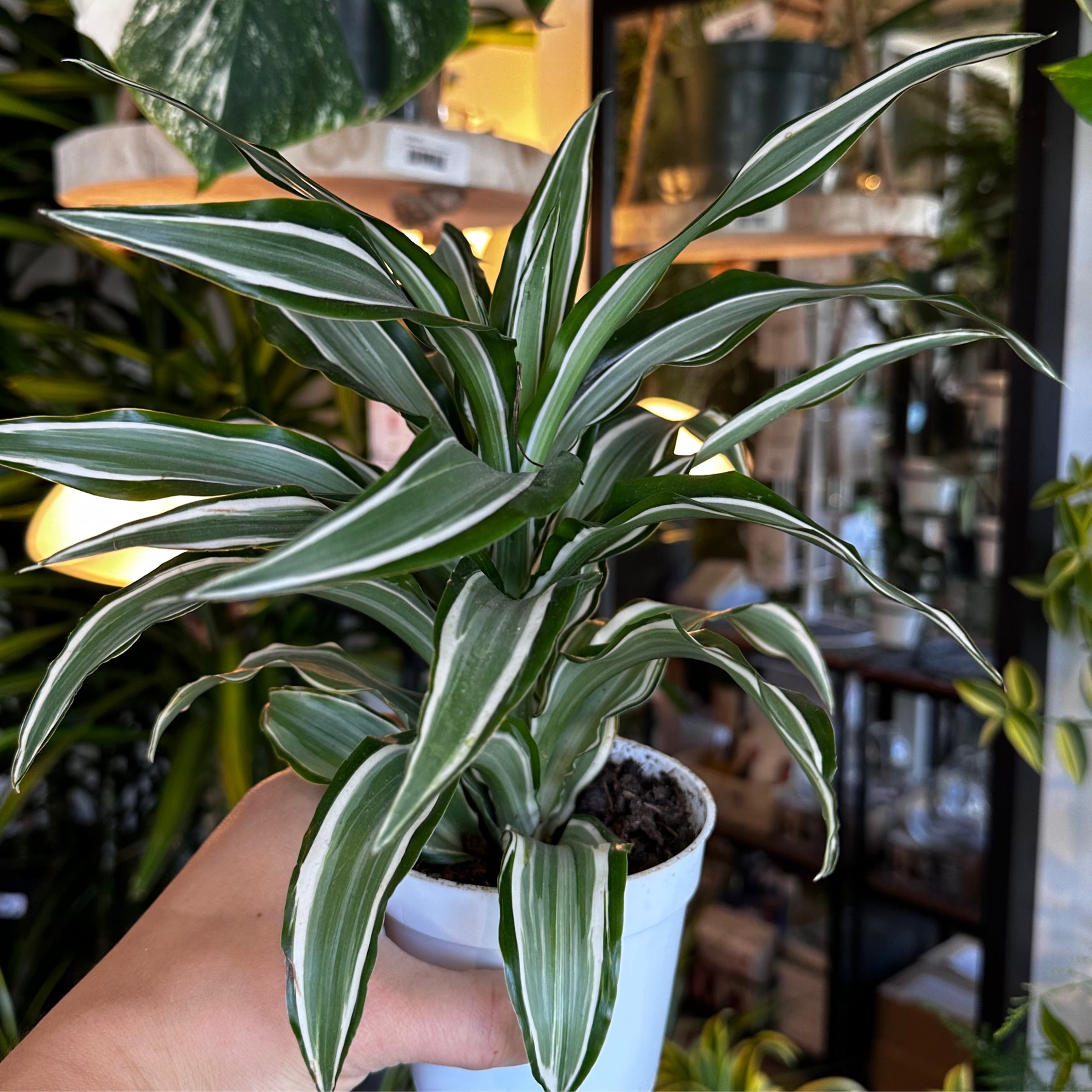 Dracaena 